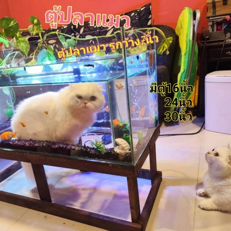 (ทาสแมวต้องรู้) 5 เหตุผล ที่คุณต้องมี "ตู้ปลาแมวรอดได้" (อัปเดท 2025)