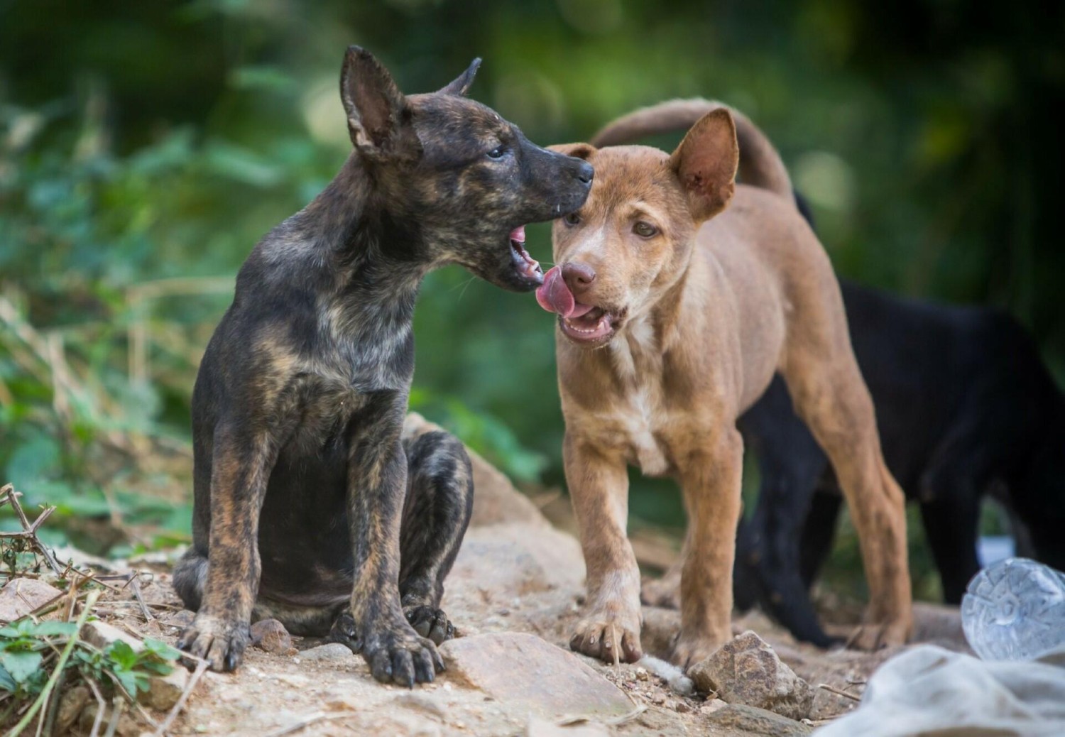 เปิด 5 สถิติน่ารู้ “หมาแพ้ฤดูกาล” คันทุกหน้าฝน หงุดหงิดทุกหน้าหนาว จริงไหม? (อัปเดท 2025)