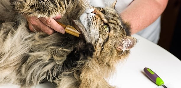 ทาสแมวจริงจัง! 5 เคล็ดลับ "กรูมมิ่งแมว" แบบมือโปร ที่ทำได้ง่าย (และน้องรักแน่นอน) (อัปเดท 2025)