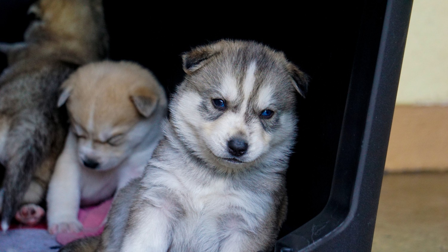 5 เรื่องที่คุณควรรู้ ถ้าอยากพาลูกหมาออกทริปครั้งแรกแบบราบรื่น (อัปเดท 2025)