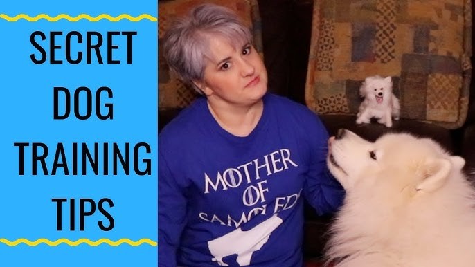 5 ทริคฝึก “ซามอยด์” (Samoyed) ให้เชื่อฟังโดยไม่เสียรอยยิ้มสุดละมุน! (อัปเดท 2025)