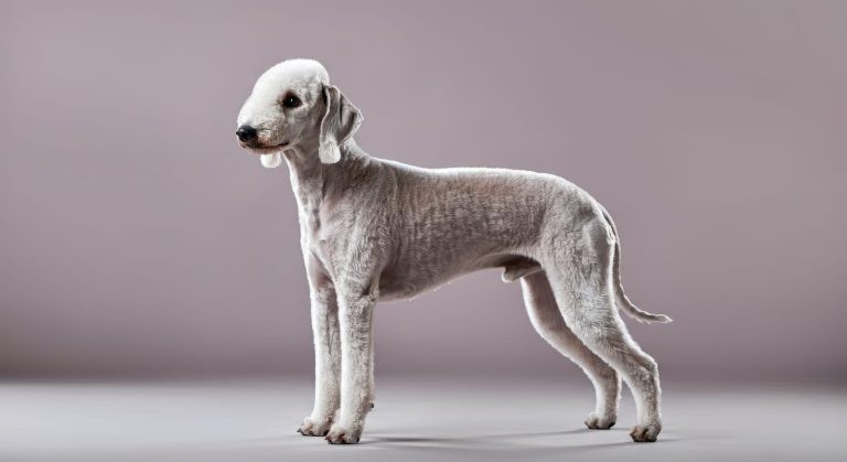 รู้ 5 เรื่องสำคัญก่อนเลี้ยง “เบดลิงตัน เทอร์เรียร์” หมาเทอร์เรียร์หัวแกะ ที่น่ารักกว่าที่คิด (อัปเดท 2025)