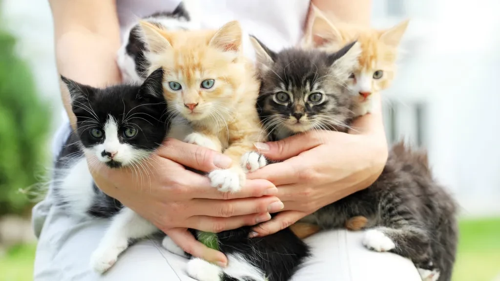 5 ข้อควรรู้! ก่อนรับลูกแมวเข้าบ้าน เลือกผิดชีวิตเปลี่ยน เลือกแมวดี...ได้เพื่อนซี้ตลอดชีวิต (อัปเดท 2025)