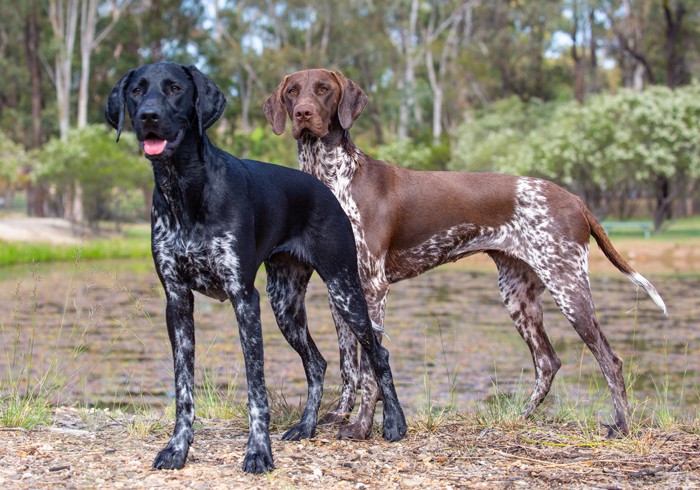 รวม 5 ข้อควรรู้ก่อนเลี้ยง “เจอร์แมน ช็อตแฮร์ พอยน์เตอร์” หมานักกีฬา ขยัน ซน ฉลาด และพลังล้นเกินร้อย (อัปเดท 2025)