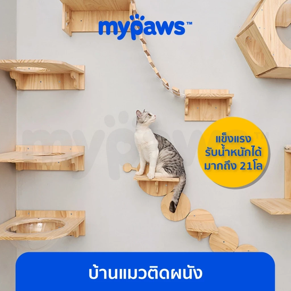 5 เหตุผลที่คุณควรเลือกซื้อ My Paws บ้านแมวติดผนัง (อัปเดท 2025)