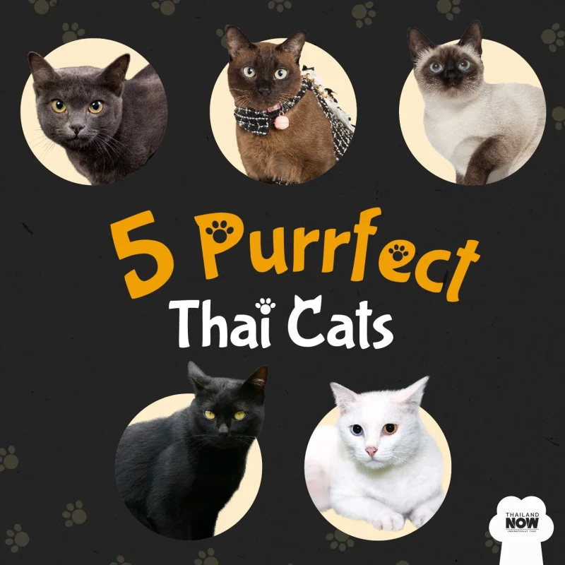 วิเคราะห์แมวจริงจัง 5 ข้อ! แมวไทย (Thai) แมวพื้นถิ่นหัวใจอินเตอร์ สวย ฉลาด ขี้อ้อนเกินต้าน (อัปเดท 2025)