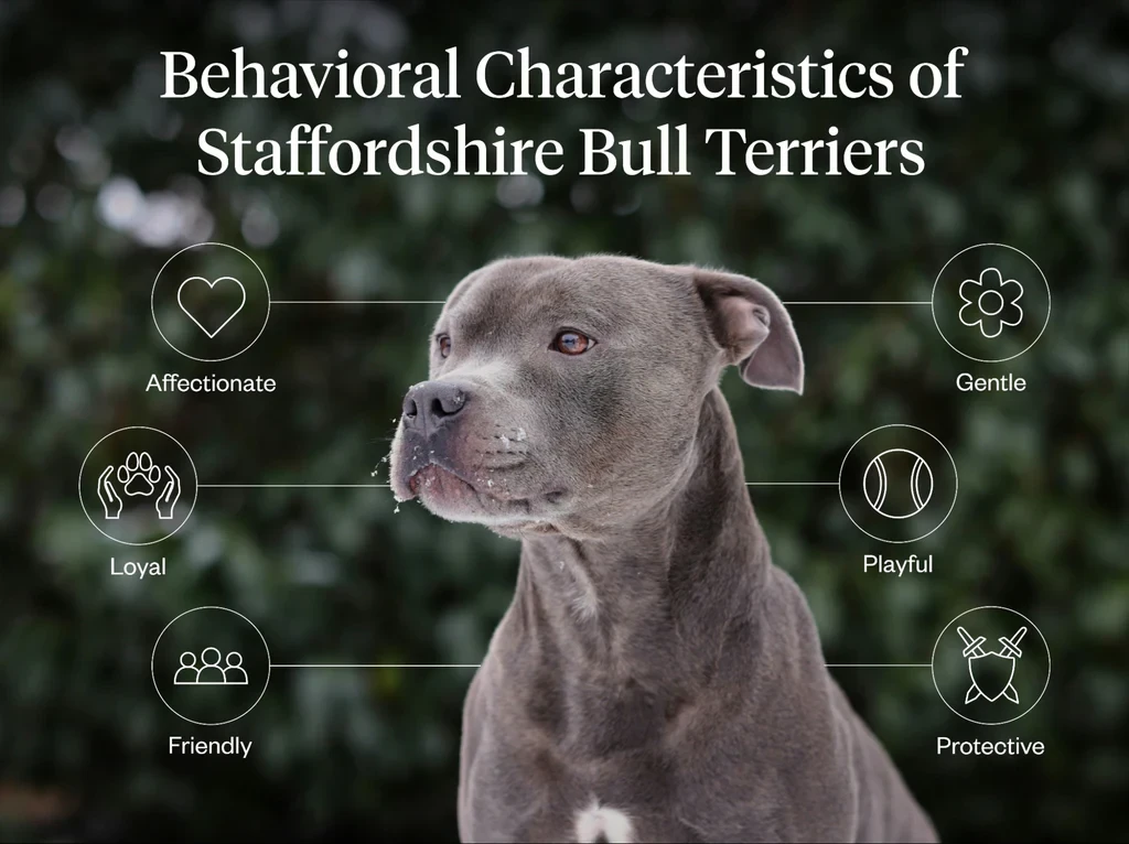 รวม 5 ข้อควรรู้ก่อนเลี้ยง “สแตฟเฟอร์ดเชียร์ บูลล์ เทอร์เรียร์ (Staffordshire Bull Terrier)” หมากล้ามแน่นใจละลาย ที่พร้อมรักคุณสุดแรงเกิด (อัปเดท 2025)