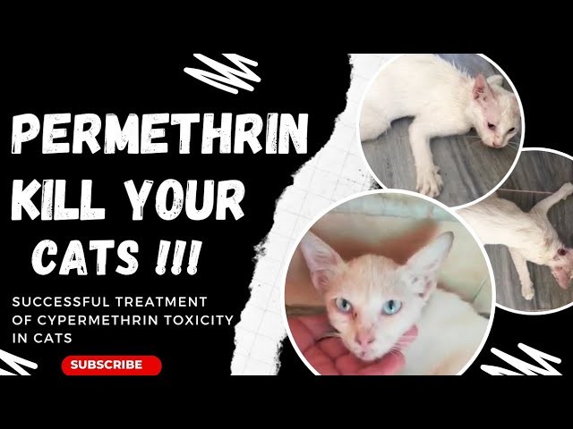 5 เหตุผล! ทำไม "ยาหยดเห็บหมาสุดฮิต" ถึงเกือบคร่าชีวิตแมวคุณได้ (คุณต้องรู้) (อัปเดท 2025)