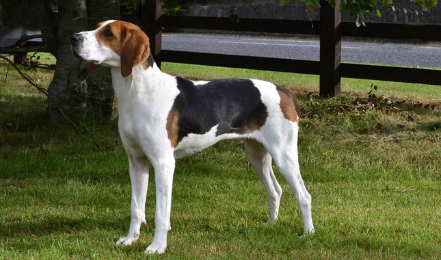 รวม 5 ข้อควรรู้ก่อนเลี้ยง “ทรีอิ้ง วอล์คเกอร์ คูนฮาวนด์ (Treeing Walker Coonhound)” หมานักล่าตัวแรง เสียงดัง ฉลาด และสายลุยตัวจริง (อัปเดท 2025)