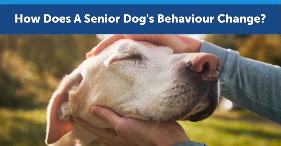 5 เรื่องที่คุณควรรู้ เมื่อน้องหมาเริ่ม "หลงลืม" หรือเป็นภาวะสมองเสื่อมในสุนัข (อัปเดท 2025)