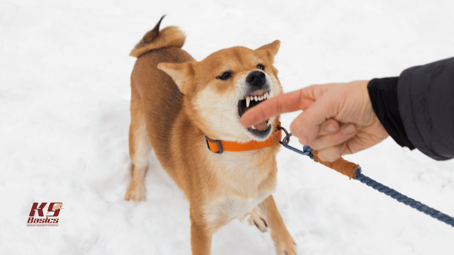 วิถีทาสหมา! 5 สาเหตุที่หมาขู่-งับ นุดต้องเข้าใจ ถ้าไม่อยากเจอฟันแทนฟิน (อัปเดท 2025)