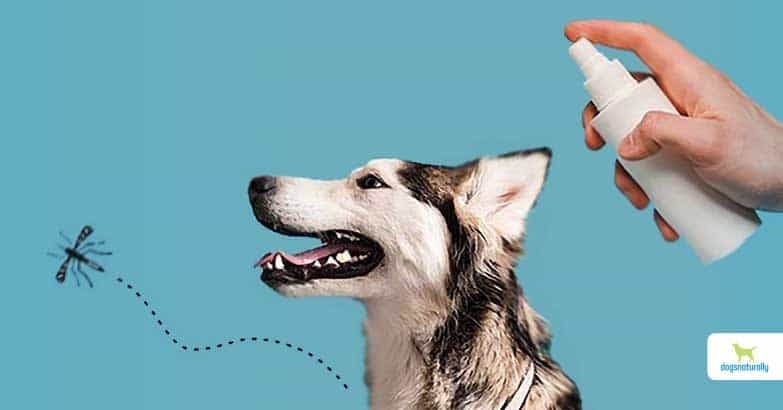 5 เรื่องที่คุณควรรู้ ก่อนเลือกสเปรย์กันยุงและแมลงให้สัตว์เลี้ยงสุดที่รัก (อัปเดท 2025)