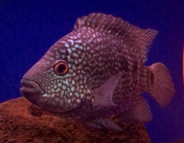 รู้ 5 เรื่องสำคัญ ก่อนเลี้ยง “ปลาหมอเท็กซัส” นักเลงแห่งตู้ปลา (อัปเดท 2025)