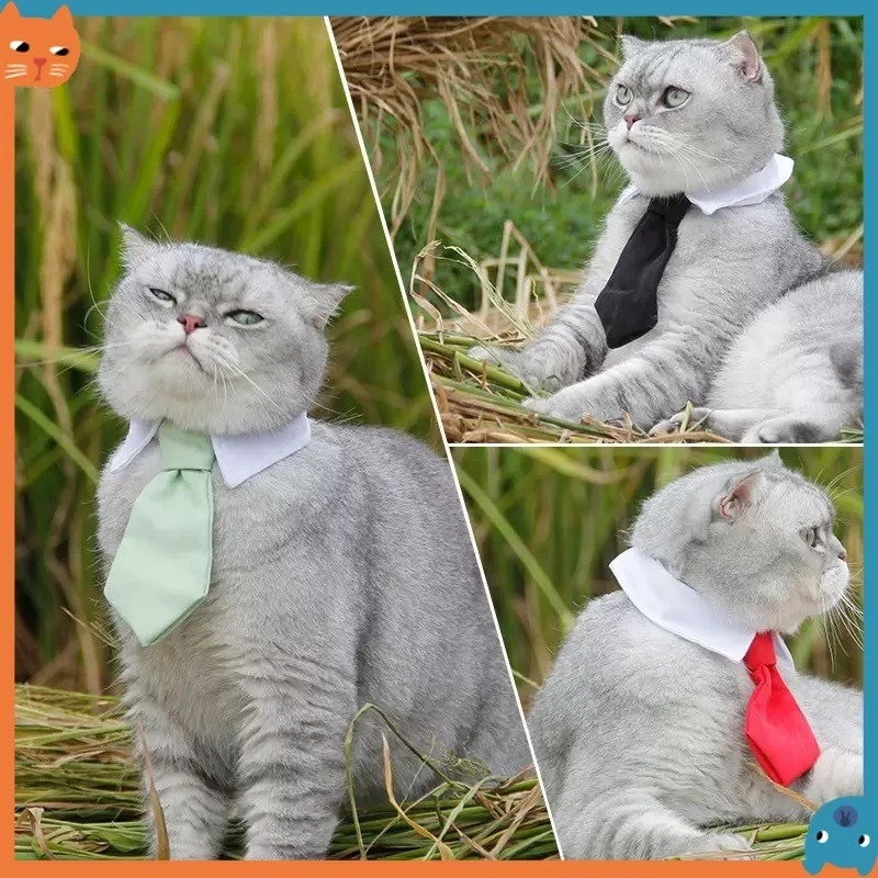 5 เหตุผลที่คุณควรเลือกซื้อเนคไท – คอตกแต่งสุดชิคสำหรับสัตว์เลี้ยงสุภาพบุรุษ (อัปเดท 2025)