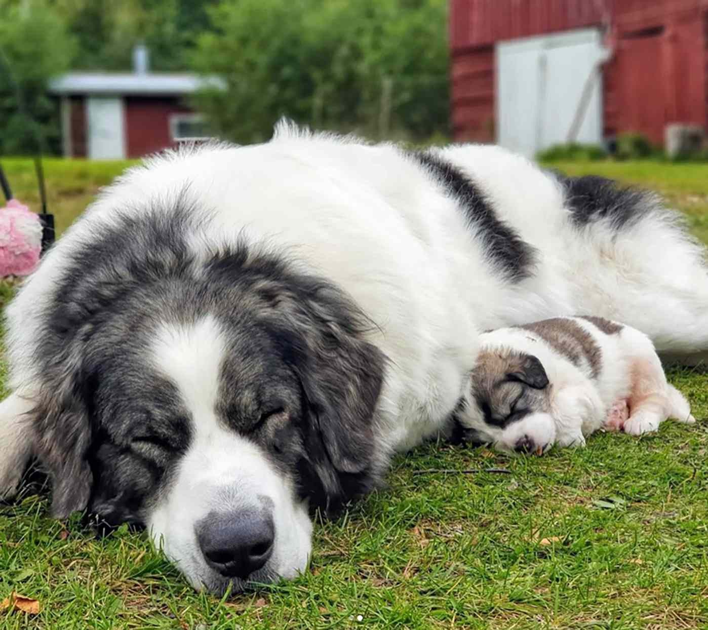 รวม 5 ข้อควรรู้ก่อนเลี้ยง “Pyrenean Mastiff” ยักษ์ใจดีจากเทือกเขาพิเรนีส ที่ทั้งนุ่ม สุขุม และอบอุ่นเหมือนผ้าห่มผืนใหญ่ (อัปเดท 2025)