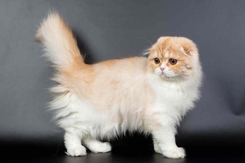 วิเคราะห์แมวจริงจัง 5 ข้อ! สก็อตติช โฟลด์ ขนยาว (Scottish Fold Longhair) หูพับ ขนนุ่มน่ากอดที่ทำให้โลกละลาย (อัปเดท 2025)