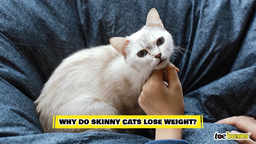 รู้ 5 เรื่องสำคัญ ถ้า “แมวผอมลง” แบบผิดปกติ อย่าคิดว่าเขาแค่กินน้อย (อัปเดท 2025)