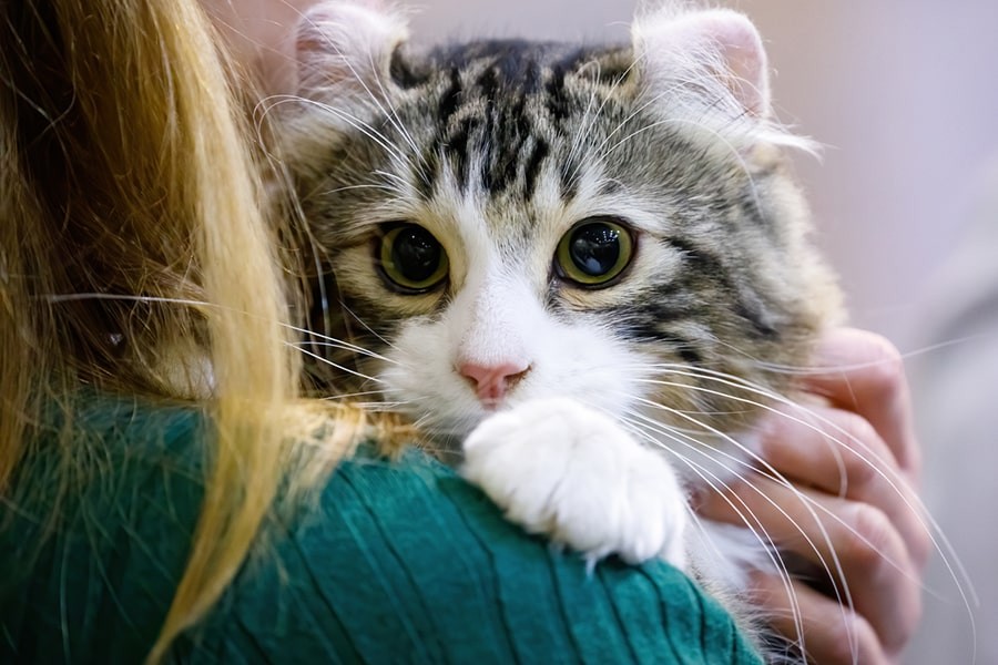 วิเคราะห์แมวจริงจัง 5 ข้อ! อเมริกันเคิร์ล (American Curl) หูงุ้มสุดน่ารักที่คุณอาจหลงรักไม่รู้ตัว (อัปเดท 2025)