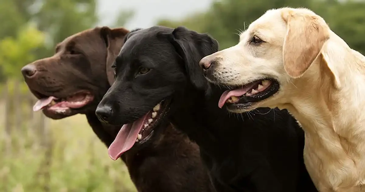 รวม 5 ข้อควรรู้ก่อนเลี้ยง “ลาบราดอร์ รีทรีฟเวอร์” หมาร่าเริงอันดับหนึ่งของโลก ที่ทั้งฉลาด ขี้เล่น และรักเจ้าของเกินร้อย (อัปเดท 2025)