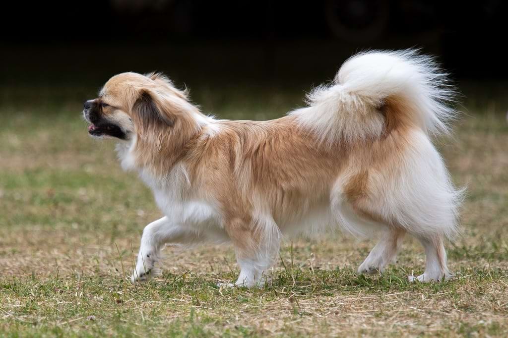 รวม 5 ข้อควรรู้ก่อนเลี้ยง “ทิเบตัน สแปเนียล (Tibetan Spaniel)” หมาหน้าขรึม ขี้อ้อน ฉลาดเกินตัว และรักการเฝ้าหน้าต่างเป็นชีวิตจิตใจ (อัปเดท 2025)