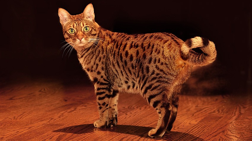 วิเคราะห์แมวจริงจัง 5 ข้อ อ็อกซิแคท (Ocicat) นักล่าในคราบแมวบ้าน ผู้ฉลาด ขี้เล่น และรักเจ้าของสุดหัวใจ (อัปเดท 2025)