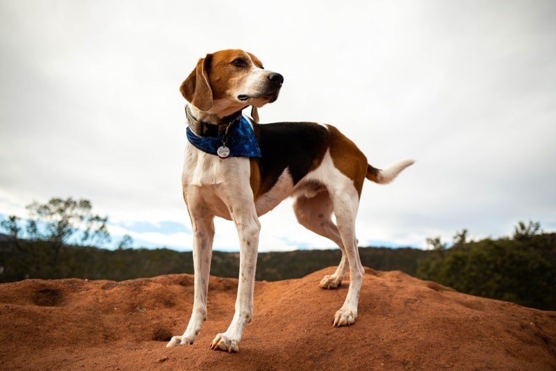 รู้ 5 เรื่องสำคัญก่อนเลี้ยง “อเมริกัน ฟ็อกซ์ฮาวด์” หมานักล่าสายสปีด ฉลาด ขี้เล่น แต่ต้องการพื้นที่ใจ (อัปเดท 2025)