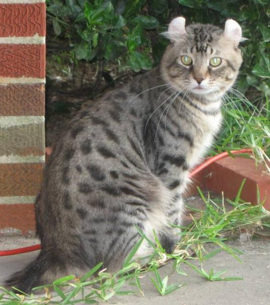 วิเคราะห์แมวจริงจัง 5 ข้อ! ไฮแลนด์เดอร์ (Highlander) นักกล้ามขนฟูหูพับ ที่ทั้งแกร่ง ทั้งขี้เล่น จนคุณต้องยอมแพ้ (อัปเดท 2025)