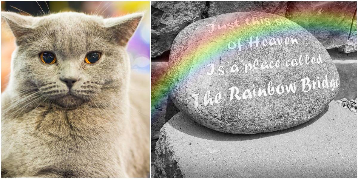 วิถีทาสแมวจริงจัง! 5 แนวทางเยียวยาหัวใจเมื่อน้องเหมียวจากไป (เพราะรักแท้ไม่เคยหายไปไหน) (อัปเดท 2025)