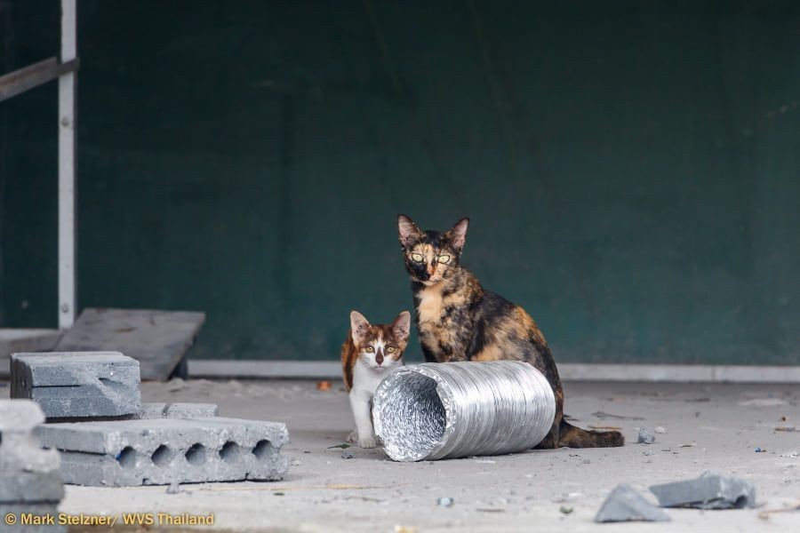 เผย 5 ข้อมูลเชิงลึก! แมวจรในไทยมาจากไหนกันแน่ (และจะหยุดวงจรนี้ได้ยังไง?) (อัปเดท 2025)