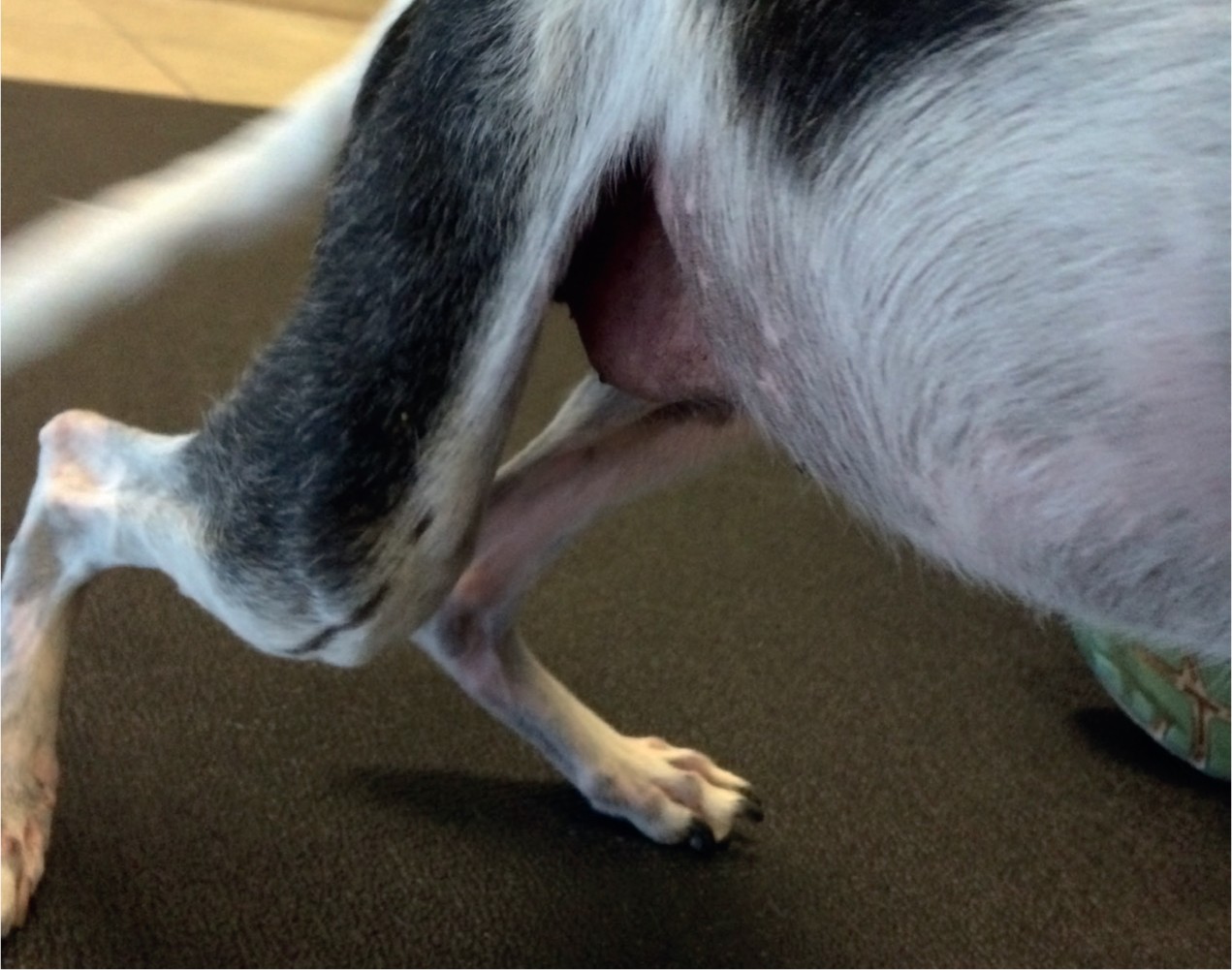 รู้ 5 เรื่องสำคัญ โรคข้อเสื่อมในสุนัข ดูแลให้ดีน้องหมาก็กลับมาวิ่งเล่นได้อีกครั้ง (อัปเดท 2025)