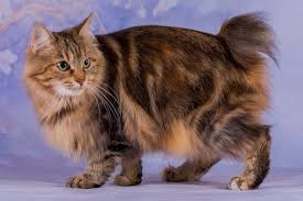 วิเคราะห์แมวจริงจัง 5 ข้อ! คูริเลียน บ๊อบเทล ขนยาว (Kurilian Bobtail Longhair) แมวขนฟูสายแอดเวนเจอร์ หางปุยสุดเท่ห์ (อัปเดท 2025)