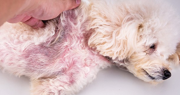 5 เรื่องที่คุณควรรู้ เมื่อ “น้องหมาติดเชื้อยีสต์” พร้อมแนวทางดูแลเบื้องต้นที่บ้านอย่างปลอดภัย (อัปเดท 2025)