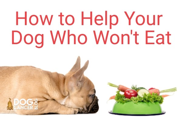 วิถีทาสหมา! 5 ข้อควรรู้ ทำอาหารเมนูรัก (แต่หมาไม่รอด) (อัปเดท 2025)