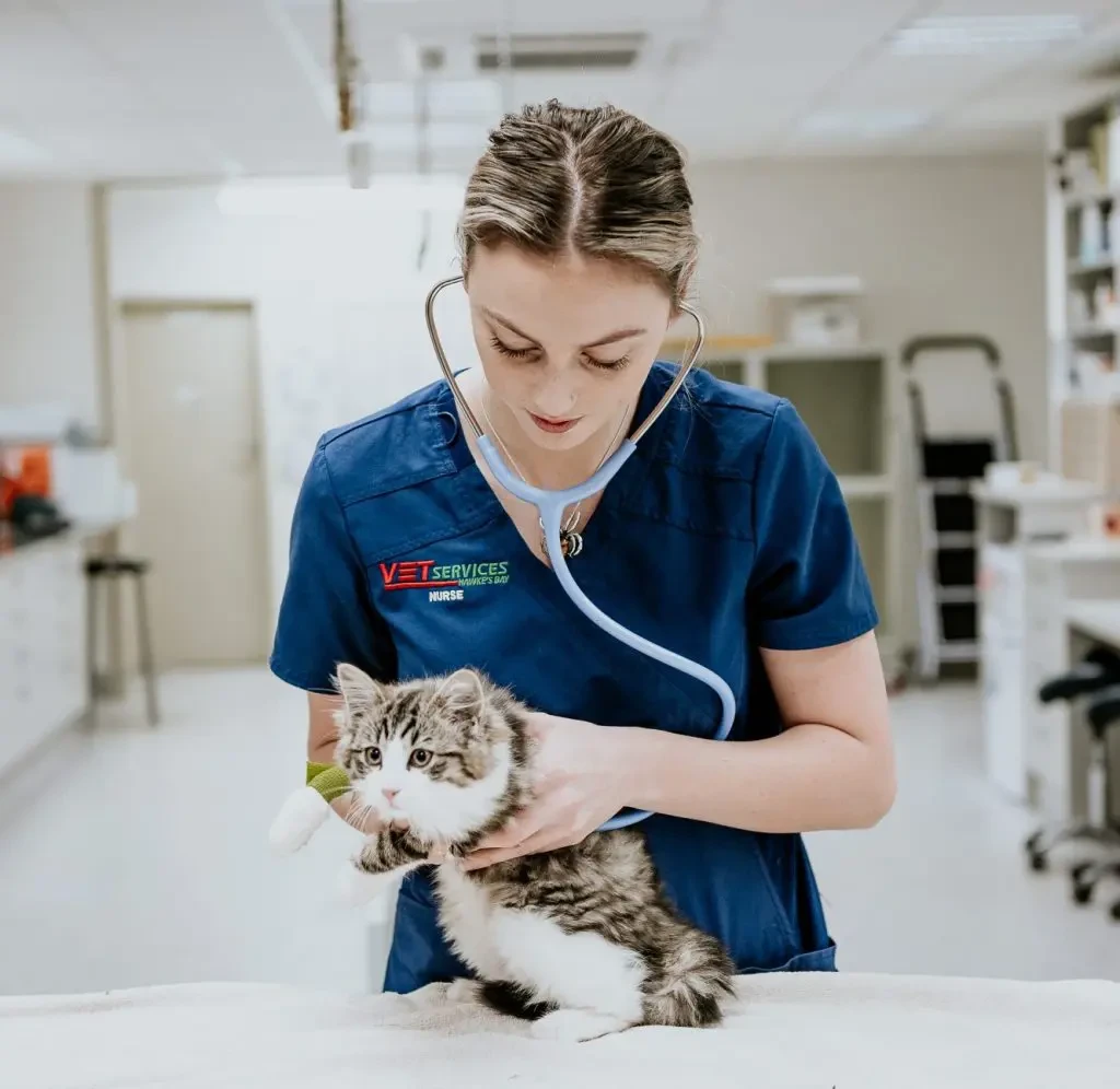 5 เรื่องน่าตกใจ! ทำไมแมวถึง “ไม่อยากไปคลินิก” และคุณหมอจะทำให้แมวรู้สึกดีได้ยังไง? (อัปเดท 2025)