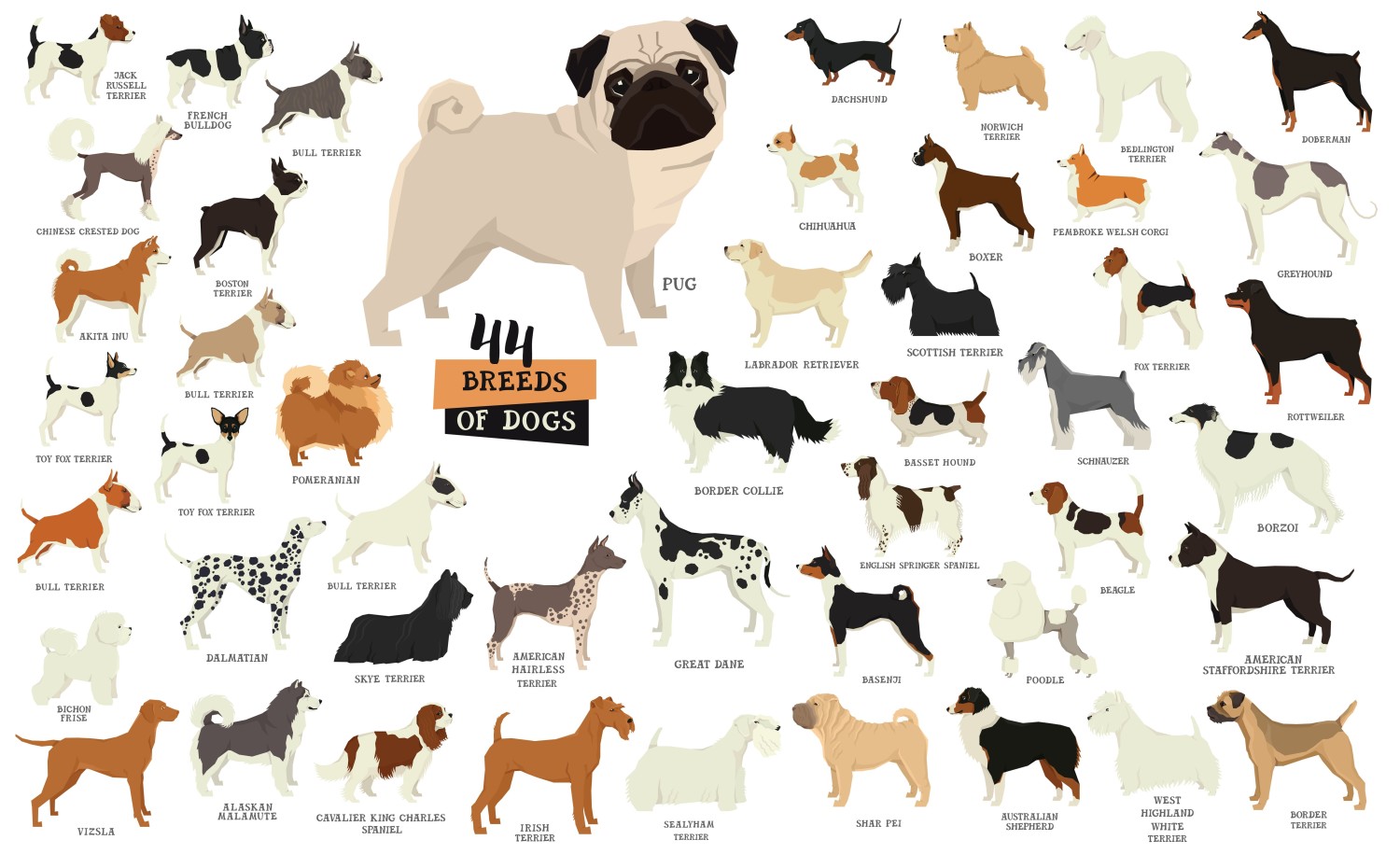 เปิด 5 สถิติน่ารู้ “สายพันธุ์หมาสุดฮิตในไทย” ทำไมใครๆ ก็รักพันธุ์นี้? (อัปเดท 2025)