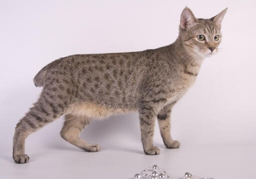 วิเคราะห์แมวจริงจัง 5 ข้อ! อเมริกันบ็อบเทลขนสั้น (American Bobtail Shorthair) หางสั้นสุดแน่น นิสัยขี้เล่นน่าหลงรัก (อัปเดท 2025)