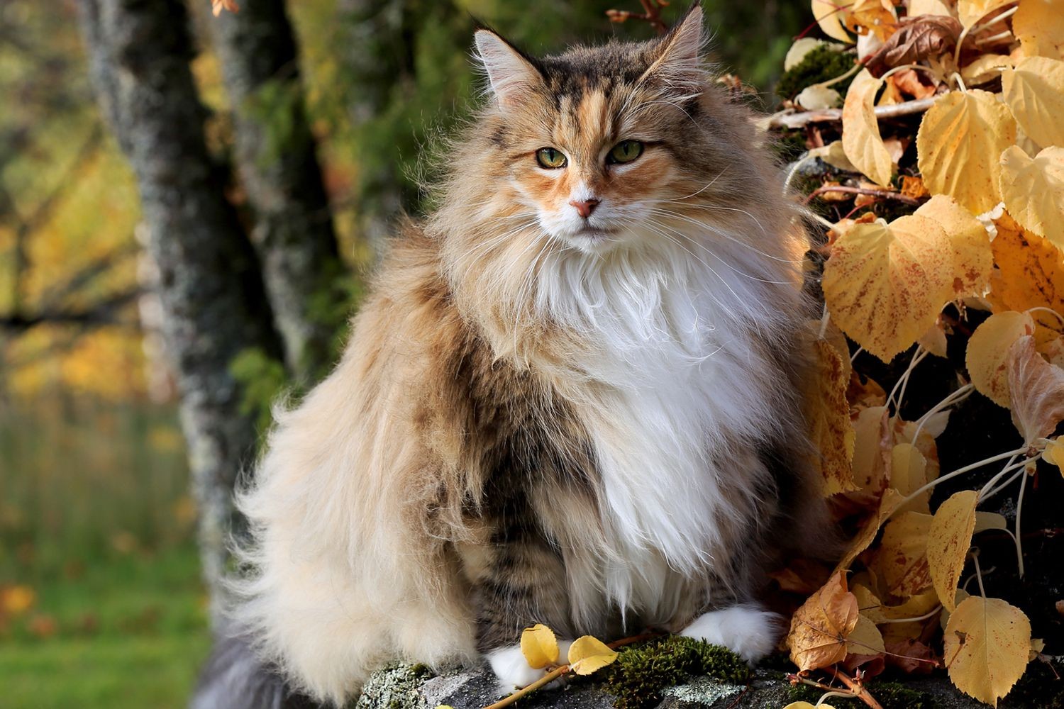 วิเคราะห์แมวจริงจัง 5 ข้อ แมวป่านอร์เวย์ (Norwegian Forest Cat) ยักษ์ขนฟูผู้สุภาพ น่ากอดเกินต้าน (อัปเดท 2025)