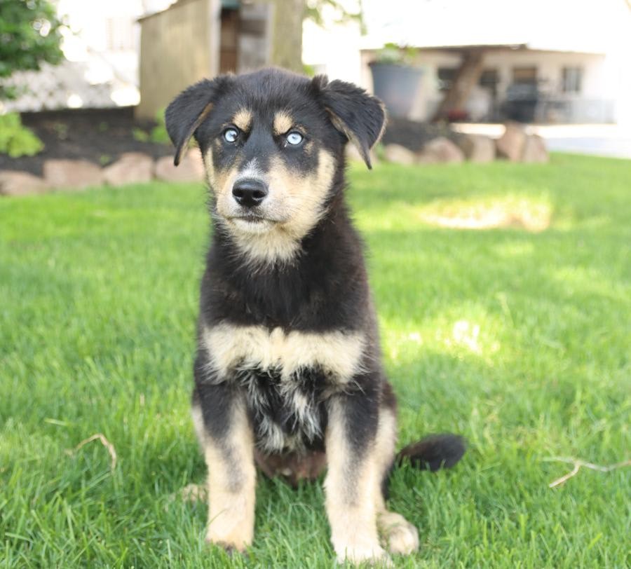 รวม 5 ข้อควรรู้ก่อนเลี้ยง “โกเบเรียน” หมาลูกครึ่งสุดหล่อระหว่างไซบีเรียนกับโกลเด้น (อัปเดท 2025)