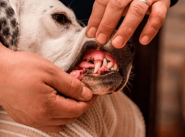 5 เรื่องฟันหมาแมว ที่เจ้าของพลาดบ่อย (และน้องอาจจะเงียบเครียด) 2025 (อัปเดท 2025)