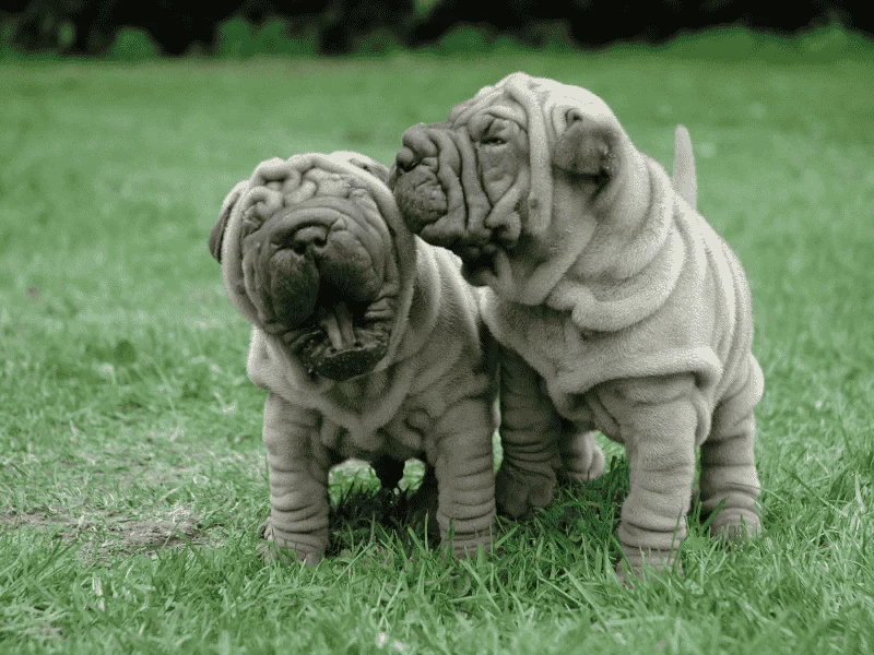 5 เรื่องที่คุณควรรู้ "หมาหน้าย่นสุดฮิต น่าฟัดแต่มากด้วยภารกิจการดูแล" (อัปเดท 2025)