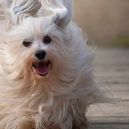 รวม 5 ข้อควรรู้ก่อนเลี้ยง “ฮาวาเนส” หมาน้อยขี้อ้อนขนฟู นิสัยดีแบบเจ้าชายแห่งแคริบเบียน (อัปเดท 2025)