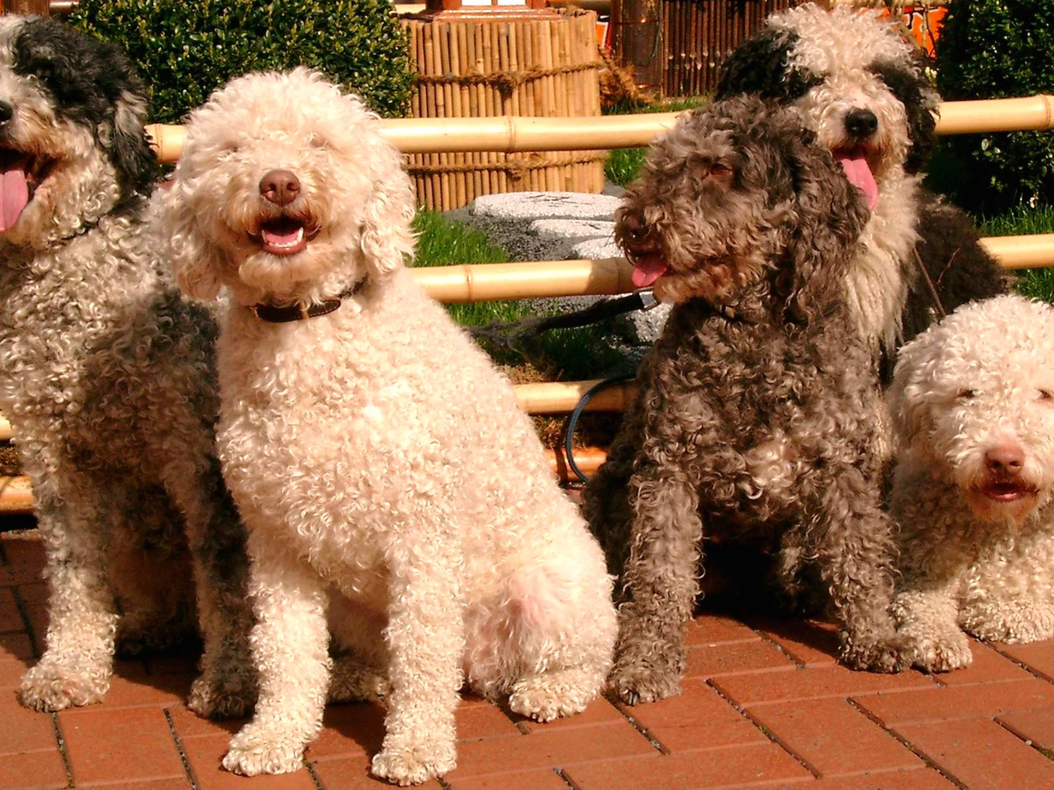 รวม 5 ข้อควรรู้ก่อนเลี้ยง “สแปนิช วอเตอร์ ด็อก (Spanish Water Dog)” หมานักว่ายน้ำสุดฉลาด ขนหยิก พลังเยอะ และรักเจ้าของเกินร้อย (อัปเดท 2025)