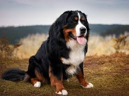 รู้ 5 เรื่องสำคัญก่อนเลี้ยง “เบอร์นีส เมาน์เทนด็อก” หมาตัวใหญ่ใจนุ่ม เหมาะกับครอบครัวสายอบอุ่น (อัปเดท 2025)