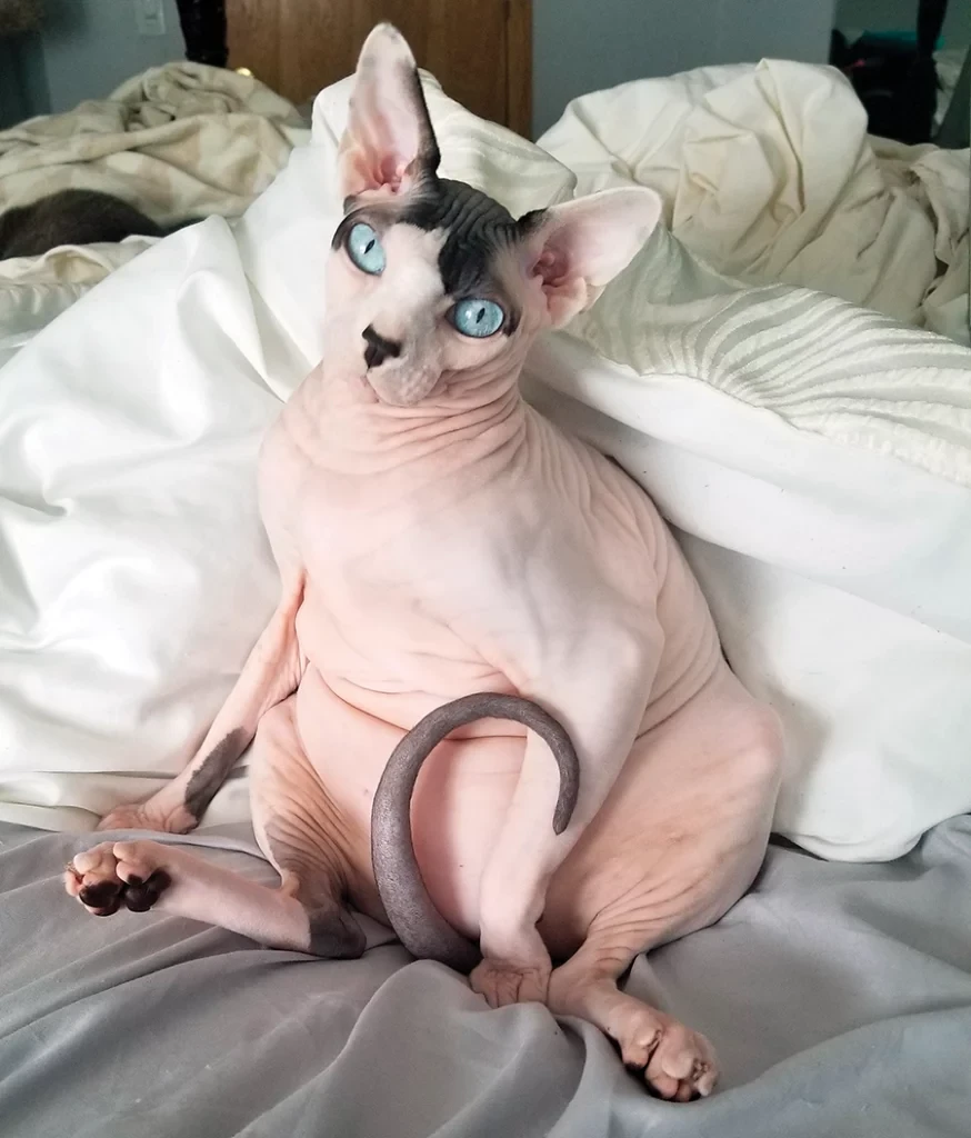 รู้ 5 เรื่องสำคัญ ก่อนหลงรักแมวไร้ขน — สายพันธุ์แปลกตาแต่มีเสน่ห์ไม่เหมือนใคร (อัปเดท 2025)