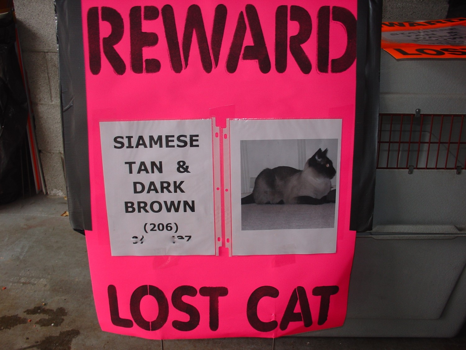 วิถีทาสแมวจริงจัง! 5 วิธีเร่งด่วนตามหาแมวหาย (อย่าตกใจ นุดต้องมีแผน!) (อัปเดท 2025)