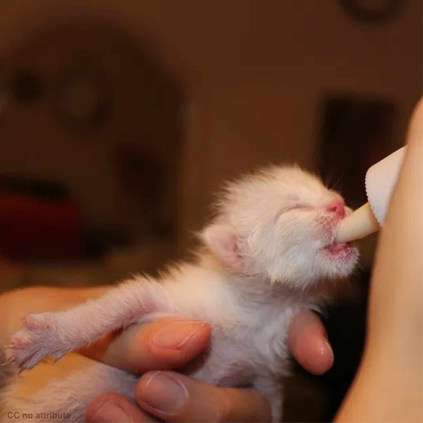 5 ข้อควรรู้! ป้อนนมเลี้ยงลูกแมวกำพร้าให้อยู่รอด (อัปเดท 2025)