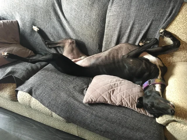 รวม 5 ข้อควรรู้ก่อนเลี้ยง “เกรย์ฮาวด์” หมานักวิ่ง จรวดผู้รักการนอนอืดบนโซฟา (อัปเดท 2025)