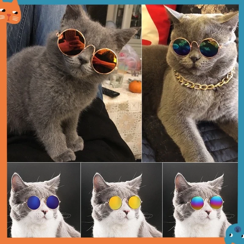 5 เหตุผลที่คุณควรเลือกซื้อแว่นกันแดดสัตว์เลี้ยง (อัปเดท 2025)