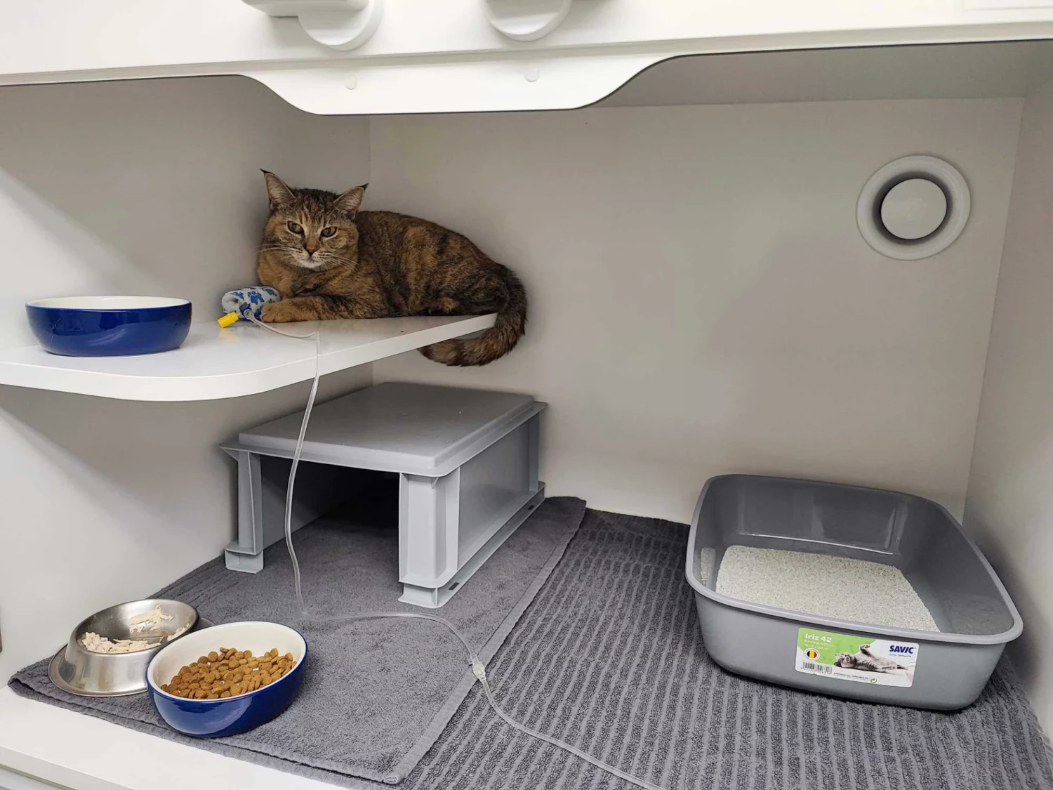 5 ข้อควรรู้! ก่อนพาน้องหมาแมวเข้าโรงพยาบาล (ไม่ใช่แค่มีเตียงก็จบ) (อัปเดท 2025)