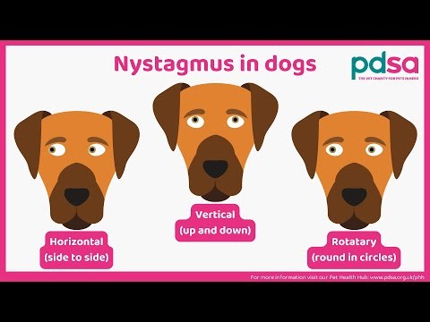 วิถีทาสหมา! 5 อาการตาเหลือกส่ายไม่หยุด ที่หมาไม่ได้ตลกด้วย — ระวัง Nystagmus (อัปเดท 2025)